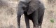 Tanzanie - 2010-09 - 347 - Tarangire - Elephant